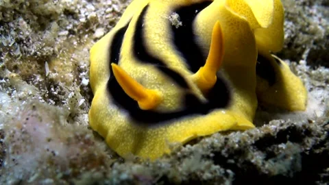  Chromodoris Joshi Nudibranch - Face Macro - Philippines Stock Footage 168571071