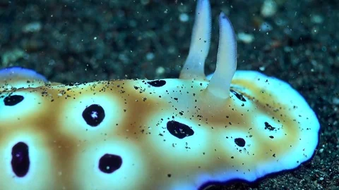 Chromodoris leopardus nudibranch focus on head Stock-Footage 73357034