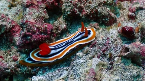 Chromodoris nudi 4K Stock Footage 331276711
