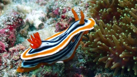 Chromodoris nudibranch 4K Stock Footage 331276430
