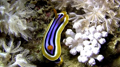 Chromodoris quadricolor . Video stock 78312587