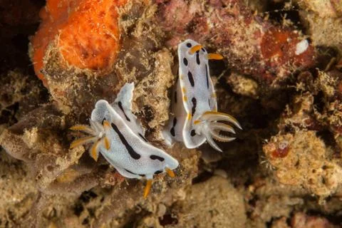 Chromodoris sp29 Stock Photos