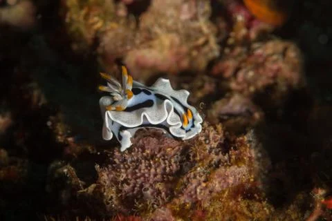 Chromodoris sp30 Foto stock