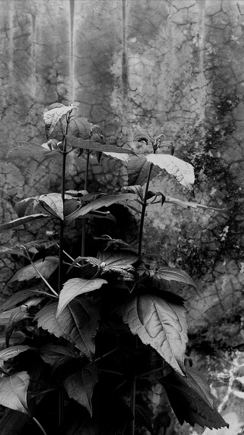 Chromolaena Odorata, Rustic Vertical 스톡 동영상 304055086