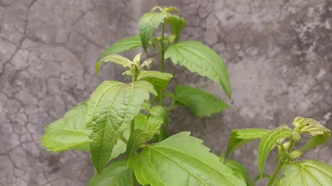 Chromolaena Odorata View Stock Footage 304055379