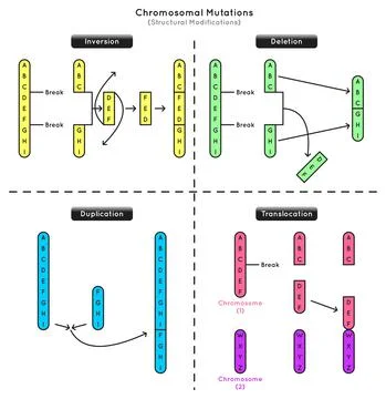 Chromosomal Mutations Structural Modifications Infographic Diagram omics science Stock Illustration