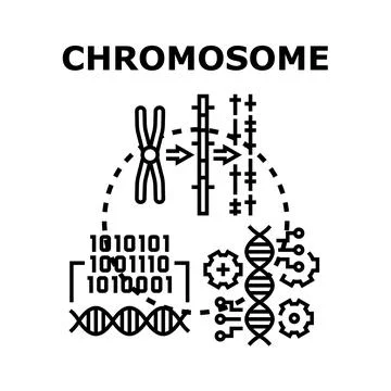 Chromosome analyzing dna data sequencing process Illustrazione stock