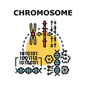 Chromosome analyzing dna data sequencing process Illustration