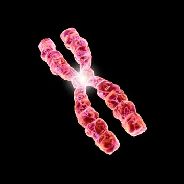 Chromosome, artwork Stock Illustration