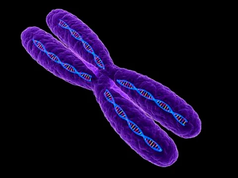 Chromosome, artwork Stock Illustration