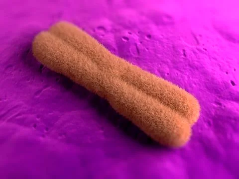 Chromosome, artwork 库存插图