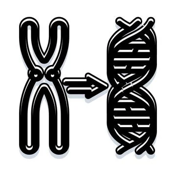 Chromosome breaking down into dna double helix Stock Illustration