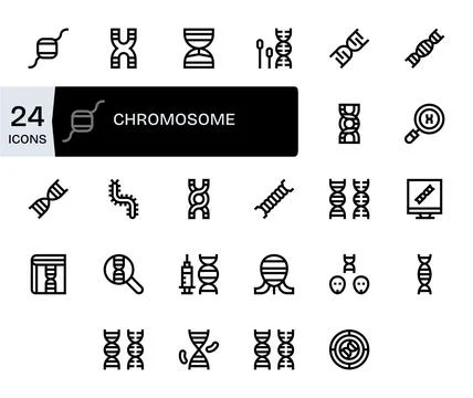 Chromosome Design Vector Icons featuring 24 Display Perfect Bold Line Style Stock Illustration
