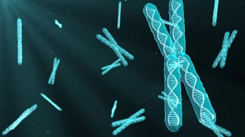 A Chromosome is a DNA molecule of the genetic material of an organism Stock Footage 85371771
