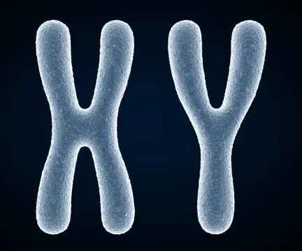 Chromosome Stock Illustration