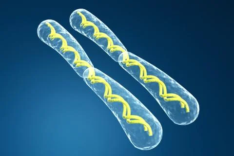 Chromosome Stock Illustration
