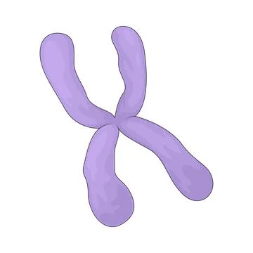 Chromosome illustration Illustrazione stock