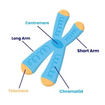 Chromosome Structure Flat Illustration. Clean Icon Design Element on Isolat.. 스톡 일러스트