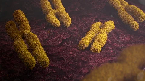 Chromosome under electronic microscope Stock Footage 41846730