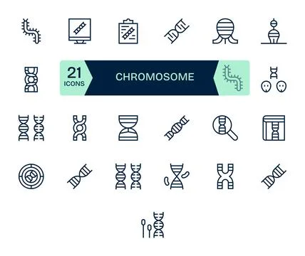 Chromosome Vector Graphics Pack including 25 Regular Line Retina Ready Edit.. Stock Illustration