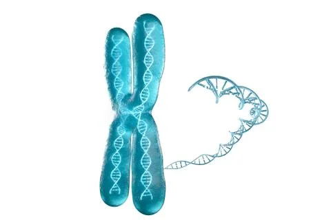 Chromosome with white background, 3d rendering. Stock Illustration