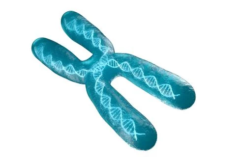 Chromosome with white background, 3d rendering. Stock Illustration