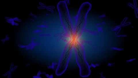 Chromosome x Stock Illustration