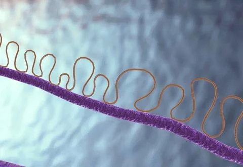 Chromosomes are thread-like structures in which DNA is tightly packaged withi Stock Illustration