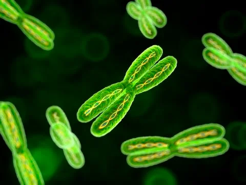 Chromosomes, artwork Stock Illustration