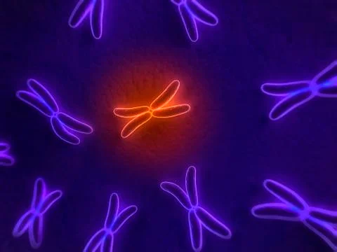 Chromosomes, artwork Stock Illustration