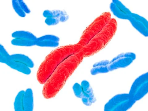 Chromosomes, artwork Stock Illustration