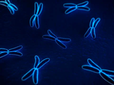 Chromosomes, artwork Stock Illustration