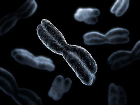 Chromosomes, artwork Stock Illustration