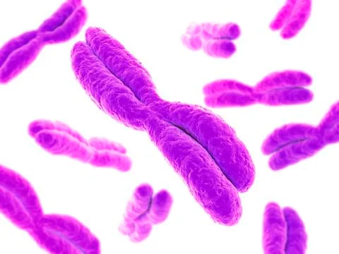 Chromosomes, artwork Stock Illustration