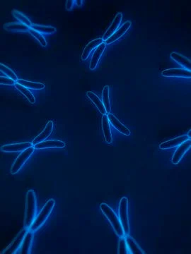 Chromosomes, artwork Stock Illustration