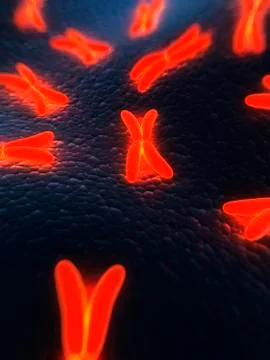 Chromosomes, artwork Stock Illustration