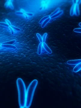 Chromosomes, artwork Stock Illustration