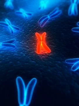 Chromosomes, artwork Stock Illustration