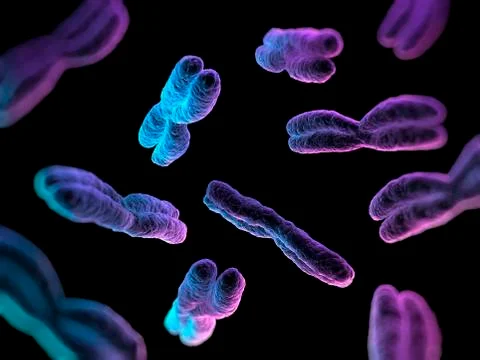 Chromosomes, artwork Stock Illustration