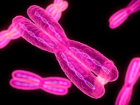 Chromosomes, artwork Stock Illustration