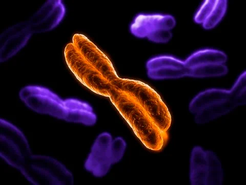 Chromosomes, artwork Stock-Illustration