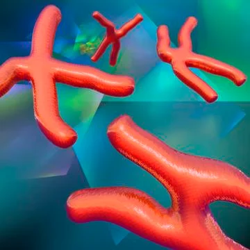 Chromosomes; artwork Stock Illustration