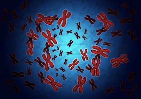 Chromosomes Stock Illustration