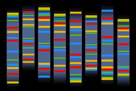Chromosomes Stock Illustration