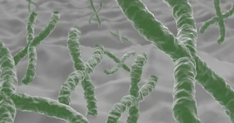 Chromosomes Illustrazione stock