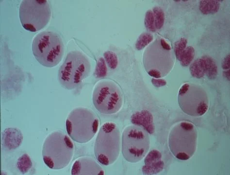 Chromosomes in the nucleus of a cell Stock Photos