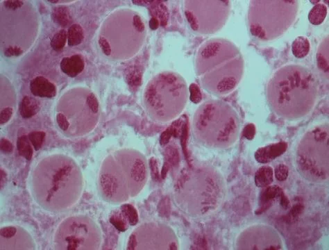 Chromosomes in the nucleus of a cell Stock Photos