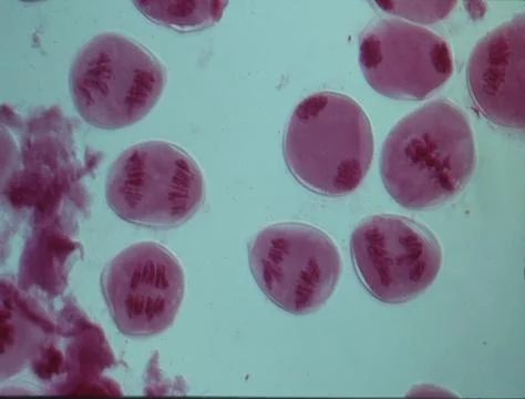 Chromosomes in the nucleus of a cell Stock Photos