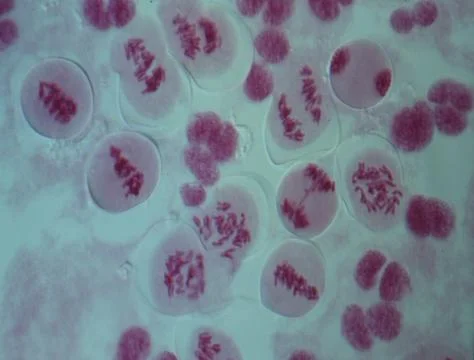 Chromosomes in the nucleus of a cell Stock Photos
