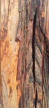 Chronicles in Cortex; A Close-Up on Tree Skin Stock-Fotos